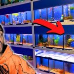 tropical fish for sale online