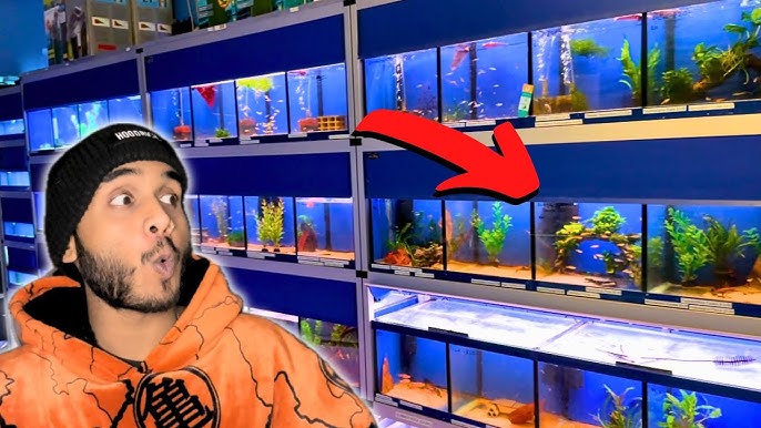 tropical fish for sale online